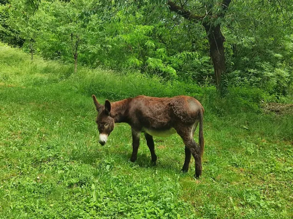 Les ânes et les chevaux ont une prairie pour se reposer